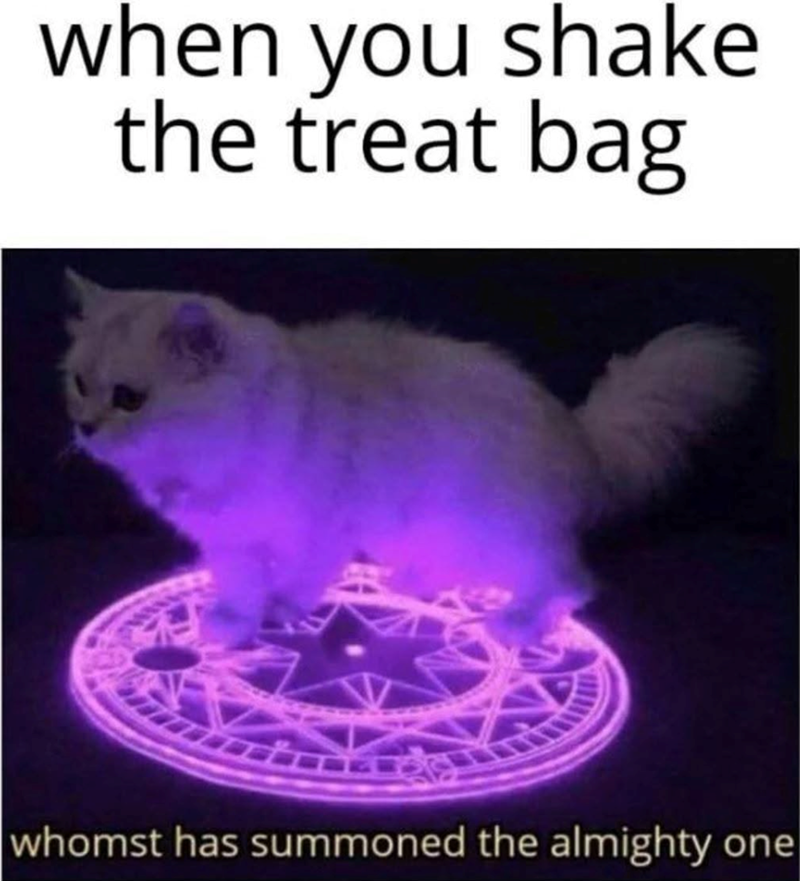 when you shake the treat bag whomst has summoned the almighty one