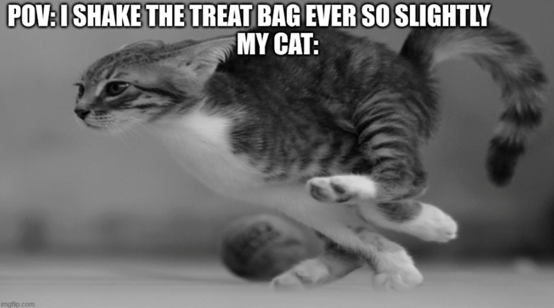 POV: I SHAKE THE TREAT BAG EVER SO SLIGHTLY MY CAT: imgflip.com