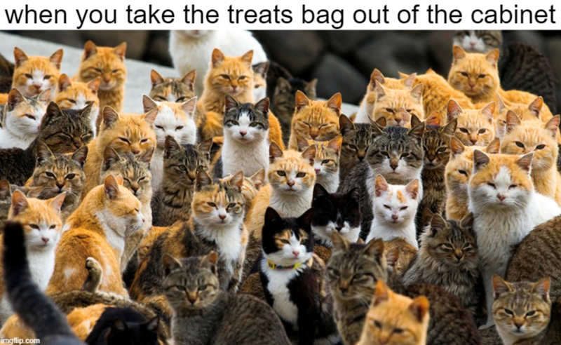 when you take the treats bag out of the cabinet imgflip.com