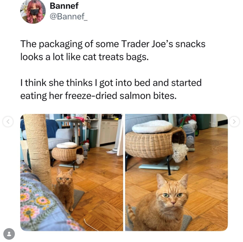 < Bannef @Bannef_ The packaging of some Trader Joe's snacks looks a lot like cat treats bags. I think she thinks I got into bed and started eating her freeze-dried salmon bites. >