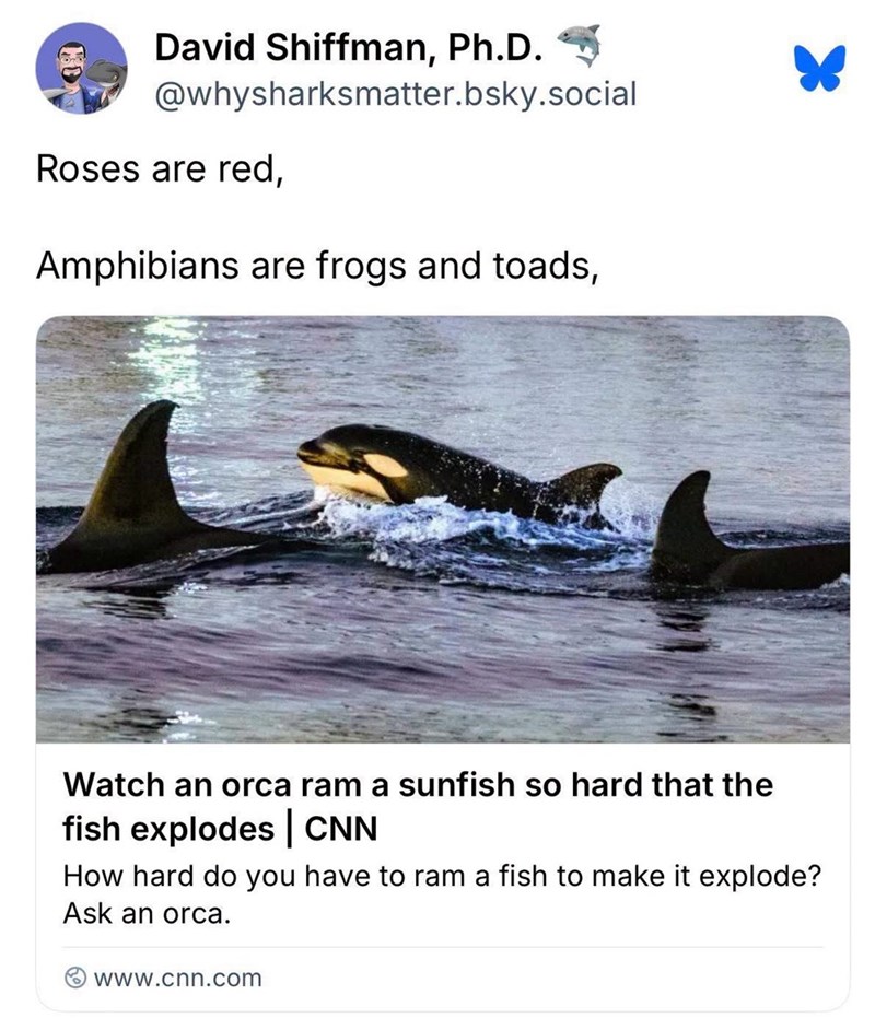 David Shiffman, Ph.D. @whysharksmatter.bsky.social Roses are red, Amphibians are frogs and toads, Watch an orca ram a sunfish so hard that the fish explodes | CNN How hard do you have to ram a fish to make it explode? Ask an orca. www.cnn.com