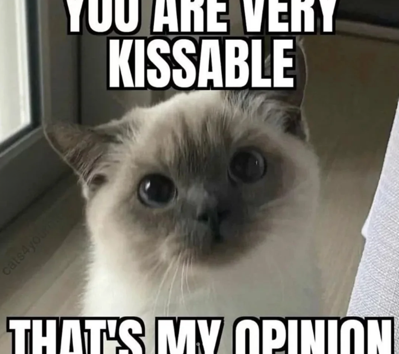 cats4youre YOU ARE VERY KISSABLE THAT'S MY OPINION