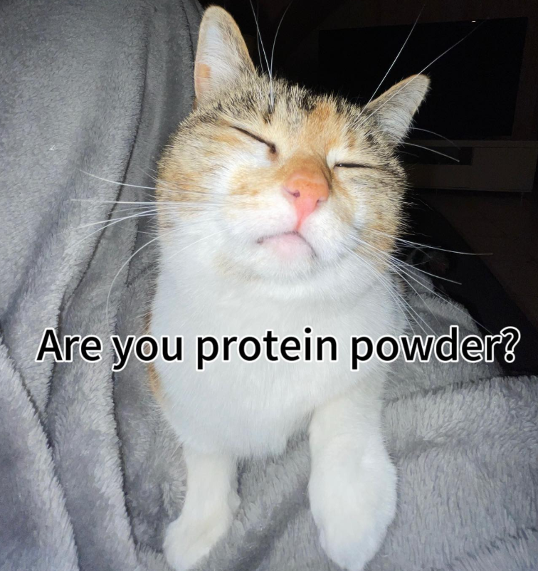 Are you protein powder?