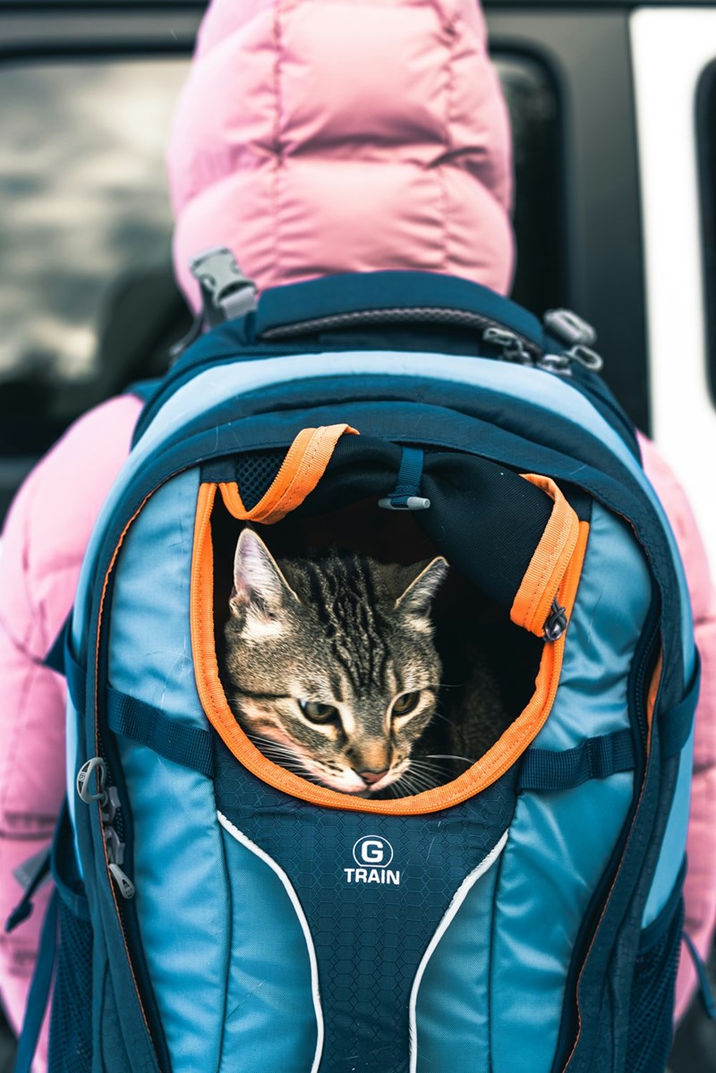 a cat sitting on a blue backpack