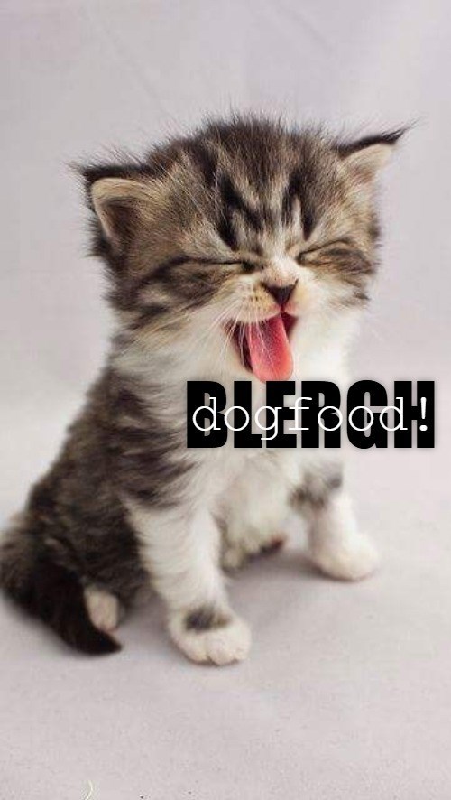 Cheezburger Image 10650775296