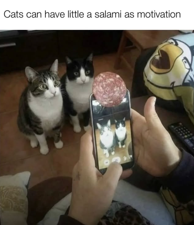 Cats can have little a salami as motivation