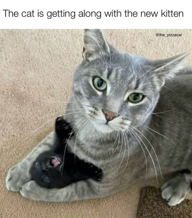 The cat is getting along with the new kitten D @the_pizzacat