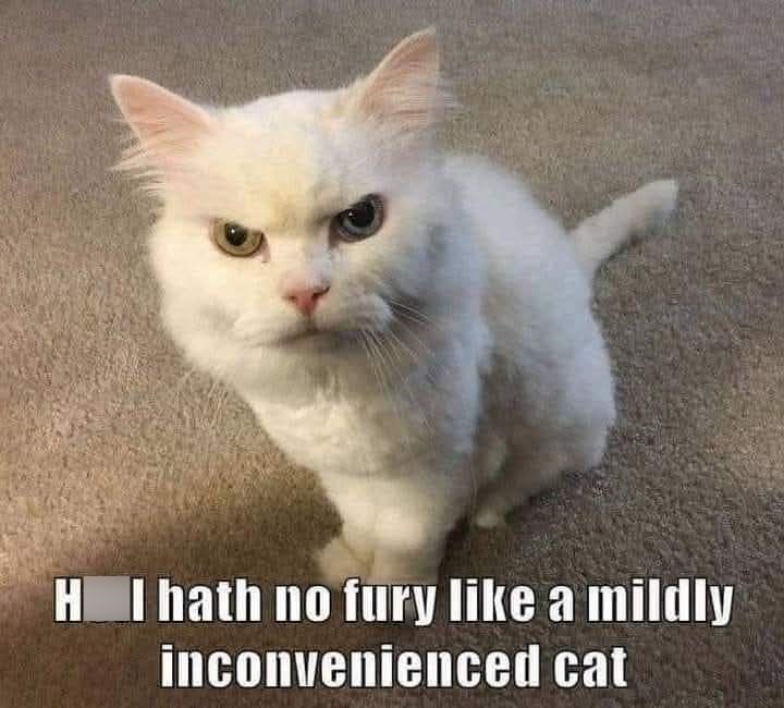 HI hath no fury like a mildly inconvenienced cat