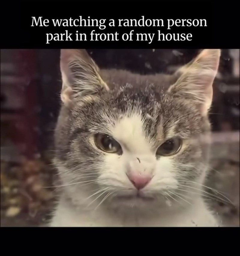 Me watching a random person park in front of my house