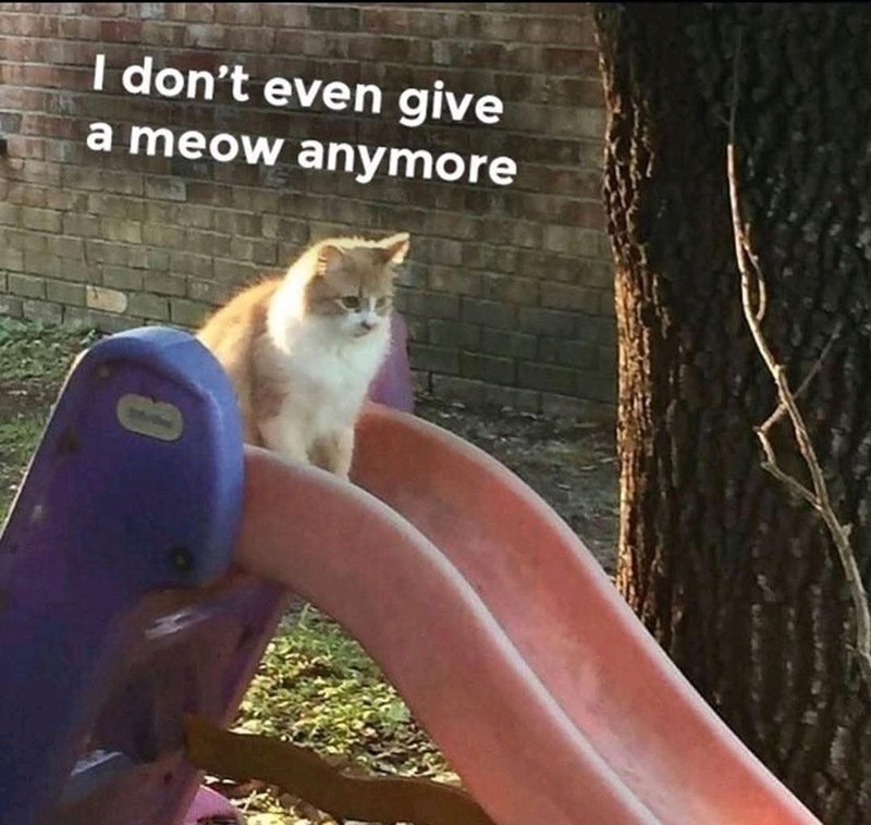 I don't even give a meow anymore