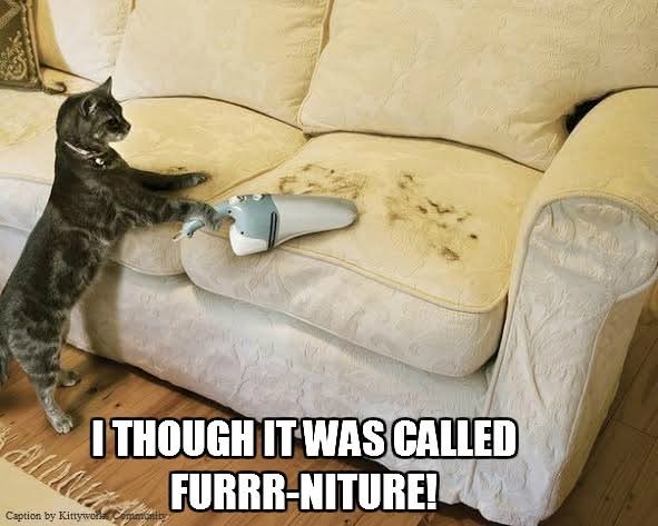 I THOUGH IT WAS CALLED FURRR-NITURE! Caption by Kittywork Communi