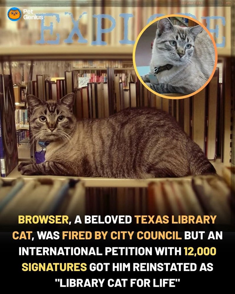 Pet Genius REFUNKY 8X8 BROWSER, A BELOVED TEXAS LIBRARY CAT, WAS FIRED BY CITY COUNCIL BUT AN INTERNATIONAL PETITION WITH 12,000 SIGNATURES GOT HIM REINSTATED AS "LIBRARY CAT FOR LIFE"