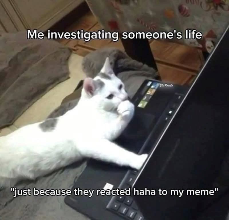 Me investigating someone's life Blu Panda "just because they reacted haha to my meme"