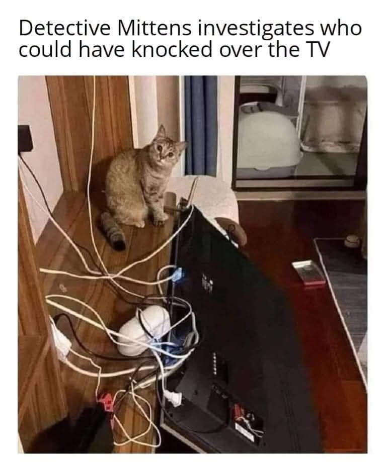 Detective Mittens investigates who could have knocked over the TV