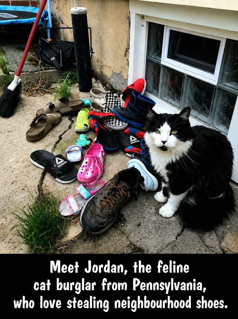 Reebok Reebok Meet Jordan, the feline cat burglar from Pennsylvania, who love stealing neighbourhood shoes.
