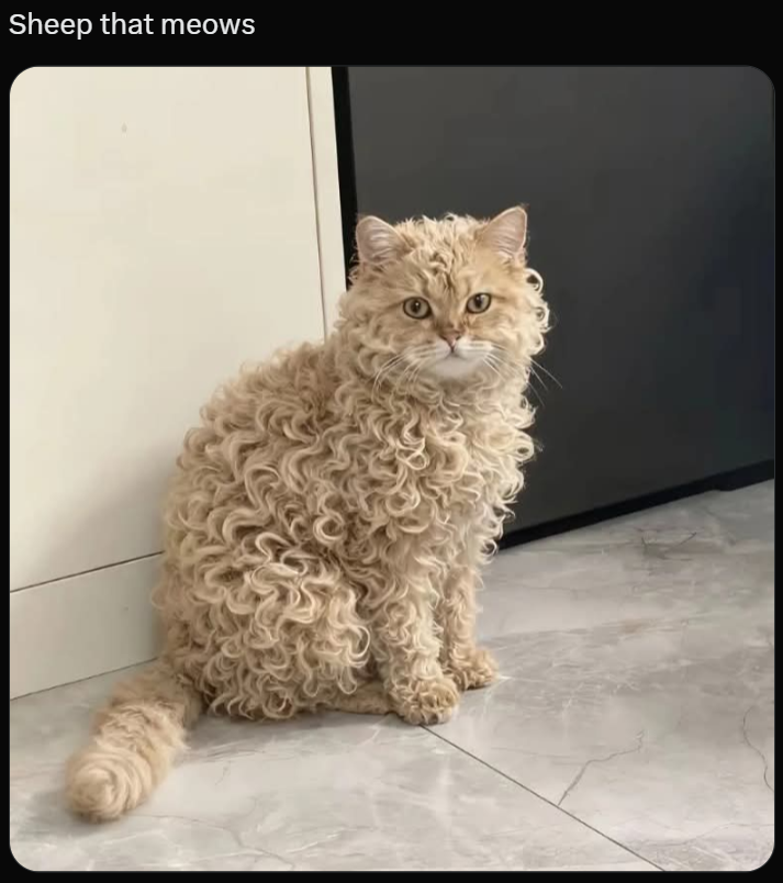 Sheep that meows