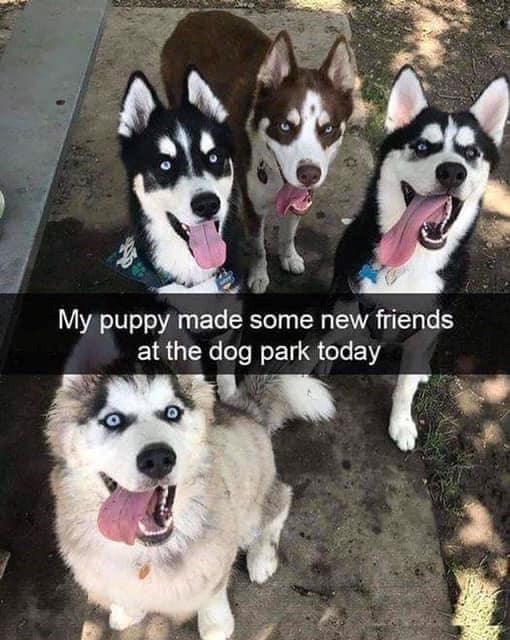 My puppy made some new friends at the dog park today