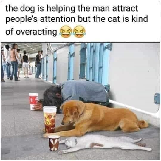 the dog is helping the man attract people's attention but the cat is kind of overacting