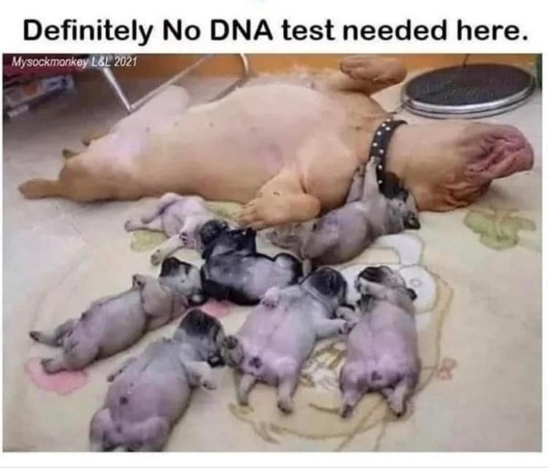 Definitely No DNA test needed here. Mysockmonkey L&L 2021