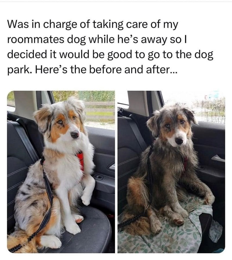 Was in charge of taking care of my roommates dog while he's away so I decided it would be good to go to the dog park. Here's the before and after...