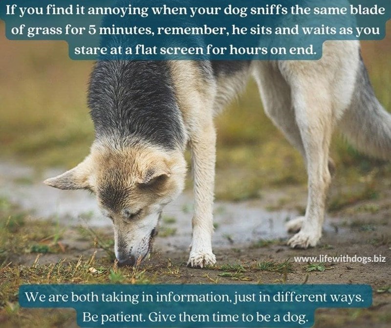 If you find it annoying when your dog sniffs the same blade of grass for 5 minutes, remember, he sits and waits as you stare at a flat screen for hours on end. www.lifewithdogs.biz We are both taking in information, just in different ways. Be patient. Give them time to be a dog.