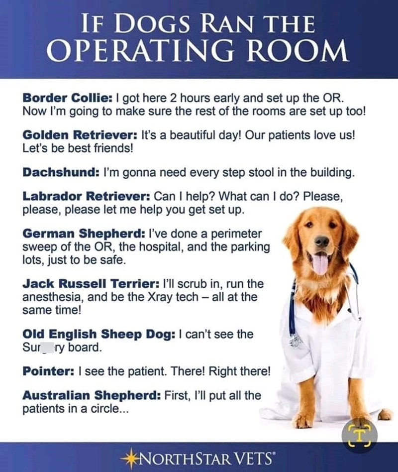 IF DOGS RAN THE OPERATING ROOM Border Collie: I got here 2 hours early and set up the OR. Now I'm going to make sure the rest of the rooms are set up too! Golden Retriever: It's a beautiful day! Our patients love us! Let's be best friends! Dachshund: I'm gonna need every step stool in the building. Labrador Retriever: Can I help? What can I do? Please, please, please let me help you get set up. German Shepherd: I've done a perimeter sweep of the OR, the hospital, and the parking lots, just to be