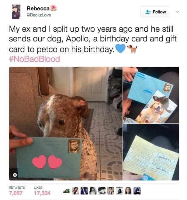 Rebecca @BeckzLove Follow My ex and I split up two years ago and he still sends our dog, Apollo, a birthday card and gift card to petco on his birthday. #NoBadBlood RETWEETS 7,087 LIKES 17,334 ZNACHTAA ARRRRRRR