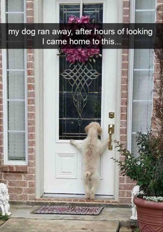 my dog ran away, after hours of looking I came home to this...