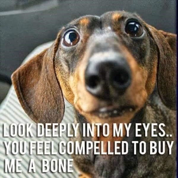 LOOK DEEPLY INTO MY EYES.. YOU FEEL COMPELLED TO BUY ME A BONE
