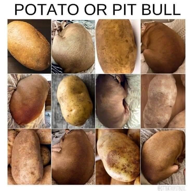 POTATO OR PIT BULL @OTTERTHEPITBULL