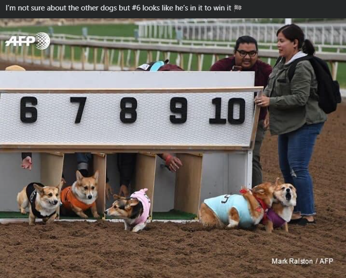 I'm not sure about the other dogs but #6 looks like he's in it to win it * AFP 6 7 8 9 10 Mark Ralston/AFP