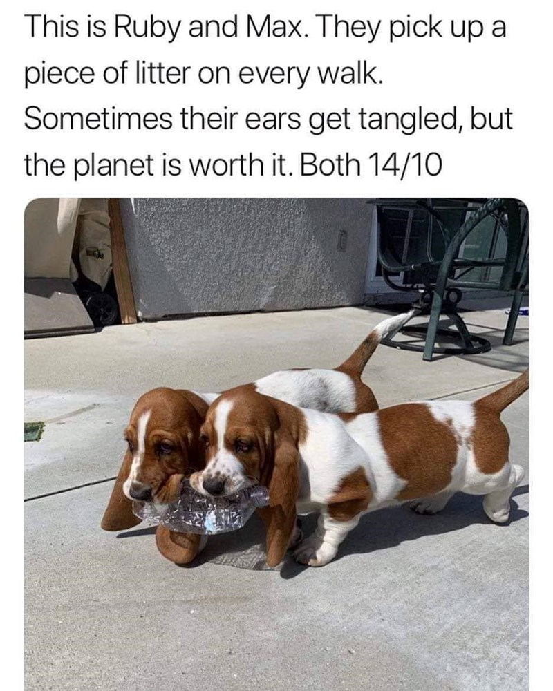 This is Ruby and Max. They pick up a piece of litter on every walk. Sometimes their ears get tangled, but the planet is worth it. Both 14/10