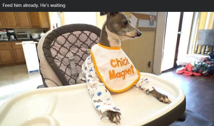 Feed him already. He's waiting Chick Magret
