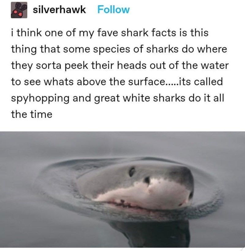 silverhawk Follow i think one of my fave shark facts is this thing that some species of sharks do where they sorta peek their heads out of the water to see whats above the surface.....its called spyhopping and great white sharks do it all the time