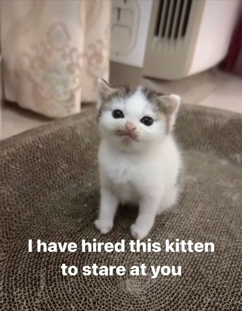 I have hired this kitten to stare at you