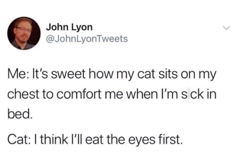 John Lyon @JohnLyonTweets Me: It's sweet how my cat sits on my chest to comfort me when I'm s ck in bed. Cat: I think I'll eat the eyes first.