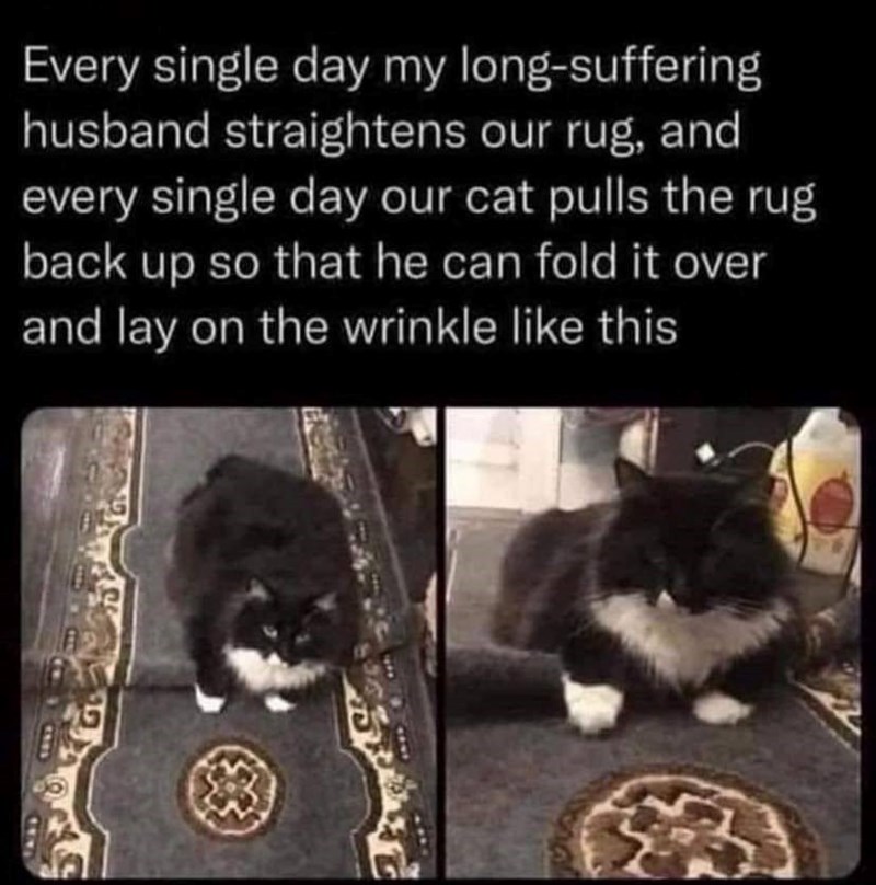 Every single day my long-suffering husband straightens our rug, and every single day our cat pulls the rug back up so that he can fold it over and lay on the wrinkle like this