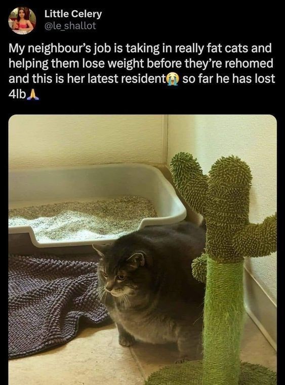 Little Celery @le shallot My neighbour's job is taking in really fat cats and helping them lose weight before they're rehomed and this is her latest resident 4lb A so far he has lost