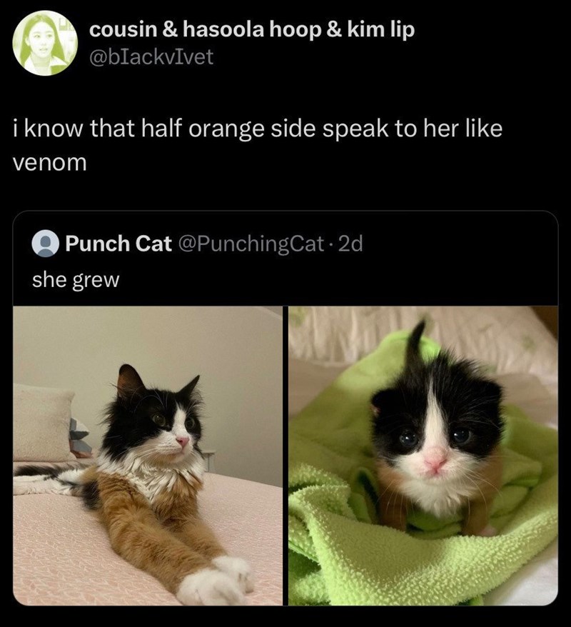 cousin & hasoola hoop & kim lip @blackvIvet i know that half orange side speak to her like venom Punch Cat @PunchingCat. 2d she grew