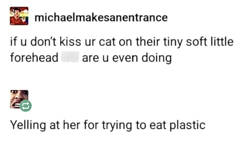 michaelmakesanentrance if u don't kiss ur cat on their tiny soft little are u even doing forehead Yelling at her for trying to eat plastic
