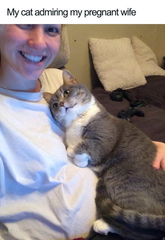 My cat admiring my pregnant wife