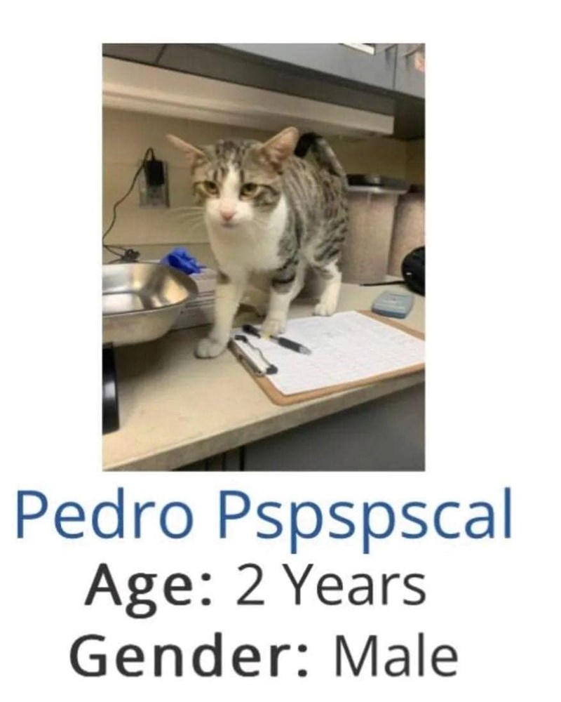 Pedro Pspspscal Age: 2 Years Gender: Male