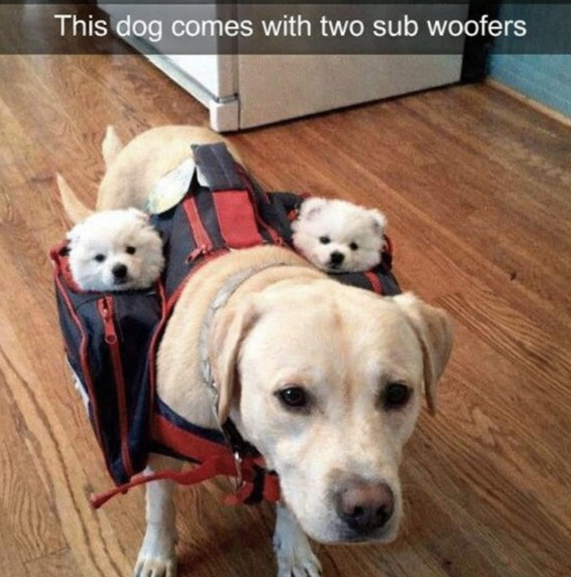 This dog comes with two sub woofers