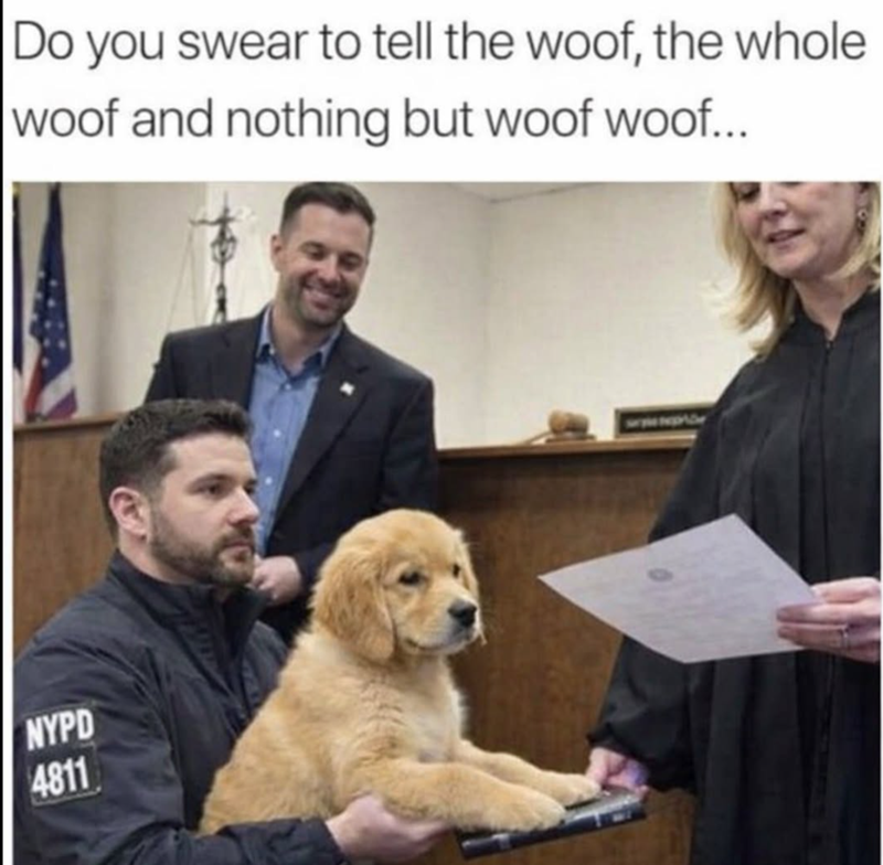 Do you swear to tell the woof, the whole woof and nothing but woof woof... NYPD 4811