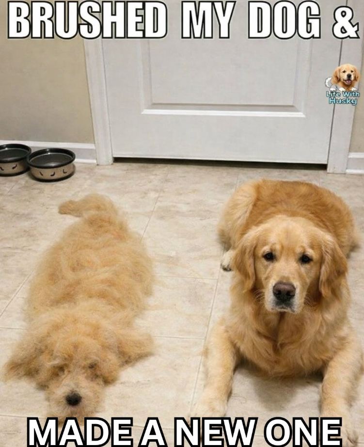 BRUSHED MY DOG & Life With Husky MADE A NEW ONE