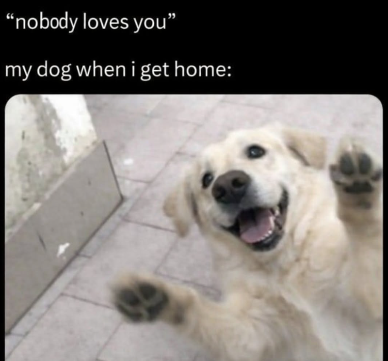 "nobody loves you" my dog when i get home: