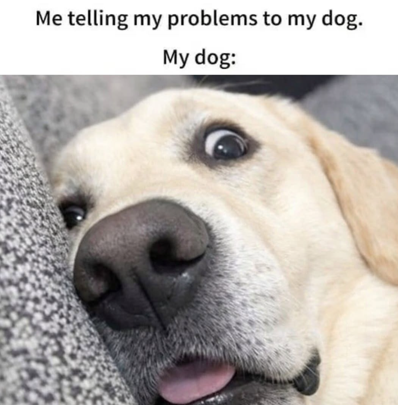 Me telling my problems to my dog. My dog: