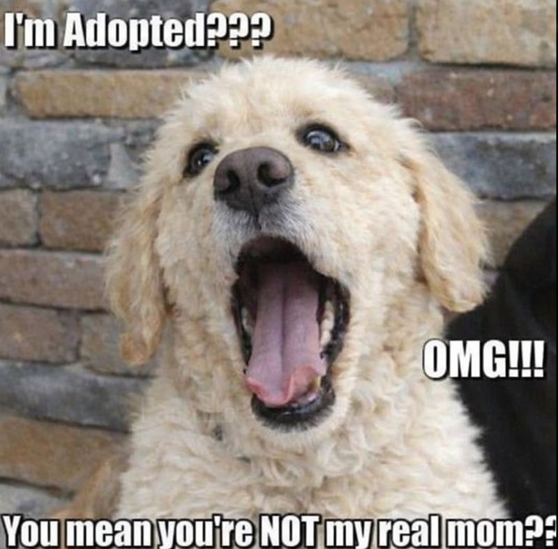 I'm Adopted??? ast OMG!!! You mean you're NOT my real mom??