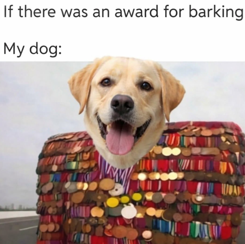 If there was an award for barking My dog: