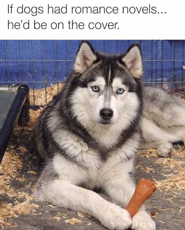 If dogs had romance novels... he'd be on the cover. C